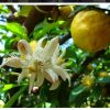 Lemon Experience - guided tour of the lemon grove of the Lubrano farm - Image 2